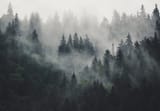 forest 7