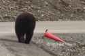 cultural_bear_thumb.jpg