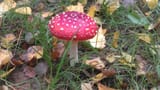 aminata_muscaria