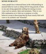 bear sense of beauty