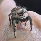 spooder