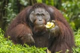 monke_001
