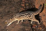 Malagasy Civet