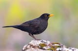 BlackBird