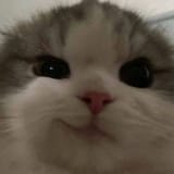 17036940978220