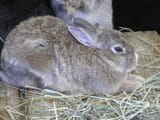 Hasenknoffel