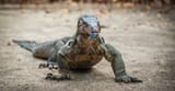 Monitor-lizard-Borneo