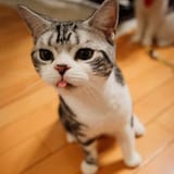 dumbcat