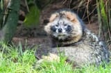 Tanuki-6-650x425_jpg