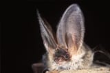 Grey-Long_Eared_01