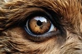 grizzly bear eye