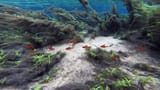 wild brazilian tetras