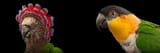Red-Fan Parrot &amp; Black-Headed Parrot