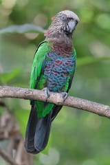 Red-Fan Parrot 3