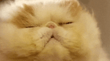tumblr_nfwy02Lt2g1ttjwiao1_500