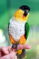 Black-Headed Parrot 4