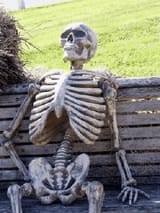 skeleton