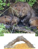 7-21-23-beavers2