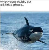 athletic orca