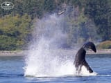 Orca throws Seal into air Canada