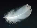 white_feather