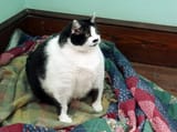 fat-cat