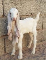 Damascus goat