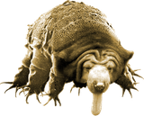 micro bear