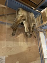 Charles the over century old skinned mountain lion