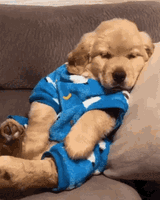 golden-retriever-sleep