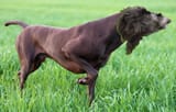 special dog
