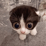 flabbergasted-monka-cat-575934657