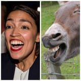 AOC horseface