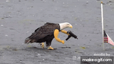 Murican Eagle