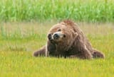 thinking-bear