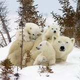 polar-bear-cubs_2474675k