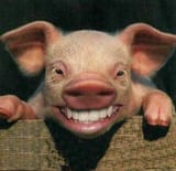 Pig Smiling