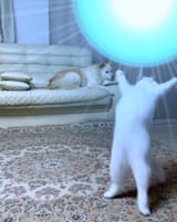 spirit-bomb-cat