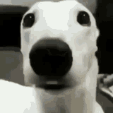 dog-chattering-4177230143