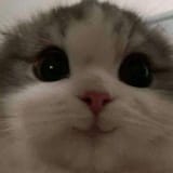 cute-kitten-smile-v0-yijjf2dcy6fb1