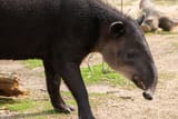 do not lewd the tapir