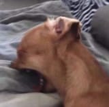igiveup