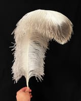 Paul Allen&#039;s Feather