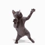 Catler