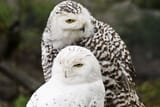 snowyowlcoupleCropped-531f4a6daad449ddb4fbdf2591471fd1