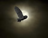 desktop-wallpaper-barn-owl-flight-night-full-moon-barn-owl-sky-flying