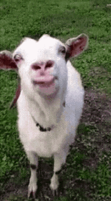 goat-licking