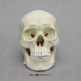 asian skull with zipper visible