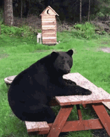 bear-sitting-down