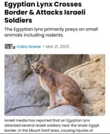 cat attacks jews